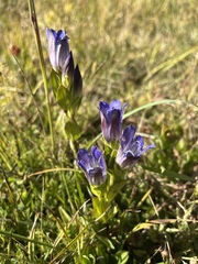Gentiana plurisetosa
