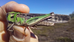 Locusta migratoria