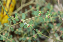 Euphorbia polycarpa