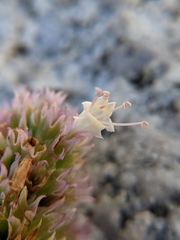 Agastache urticifolia