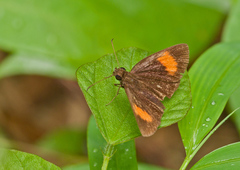 Koruthaialos rubecula