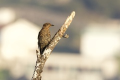 Turdus merula