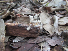 Cordyceps tenuipes