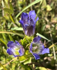 Gentiana plurisetosa