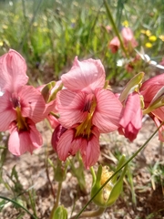 Gladiolus meliusculus