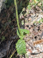 Agastache urticifolia