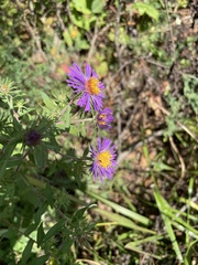 Symphyotrichum oblongifolium
