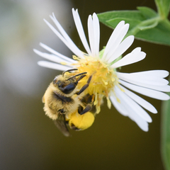 Andrena asteris