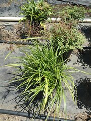 Cyperus rotundus