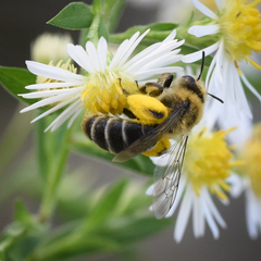 Andrena asteris