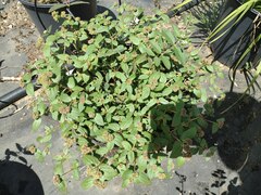 Euphorbia ophthalmica