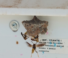 Mischocyttarus navajo
