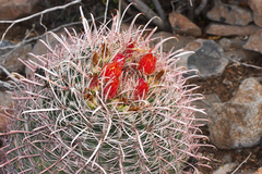 Ferocactus cylindraceus