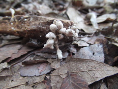 Cordyceps tenuipes