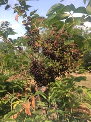 Sambucus cerulea