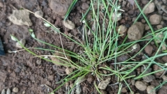 Isolepis