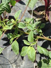 Amaranthus spinosus