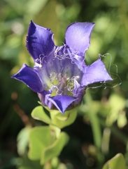 Gentiana plurisetosa