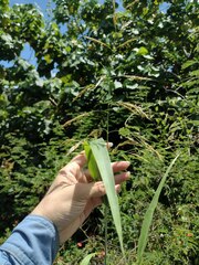 Sorghum × drummondii