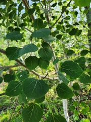 Stigmella salicis
