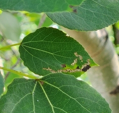 Stigmella salicis