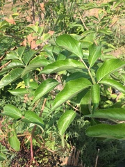 Sambucus cerulea