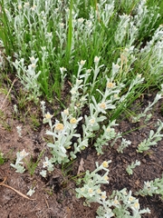 Helichrysum aureonitens
