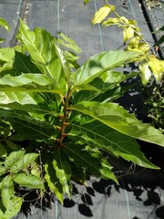 Citharexylum spinosum