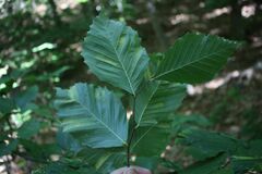 Litylenchus crenatae