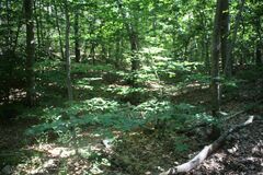 Litylenchus crenatae