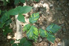 Litylenchus crenatae