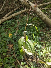 Epipactis helleborine