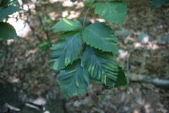 Litylenchus crenatae