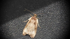 Olethreutes inornatana