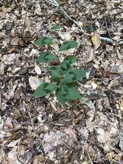 Persicaria filiformis