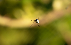 Argyrodes argyrodes