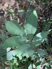 Carya texana