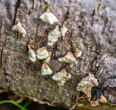 Trichaptum abietinum