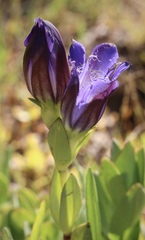 Gentiana plurisetosa