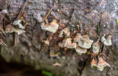 Trichaptum abietinum