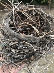 Streptopelia decaocto