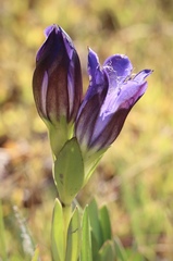 Gentiana plurisetosa