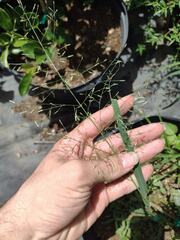 Eragrostis barrelieri