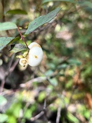 Symphoricarpos