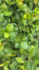 Trachelospermum asiaticum