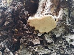 Climacocystis borealis