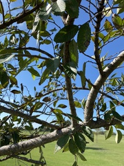 Ulmus alata