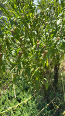Erechtites hieraciifolius