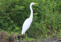 Ardea alba