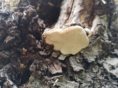 Climacocystis borealis